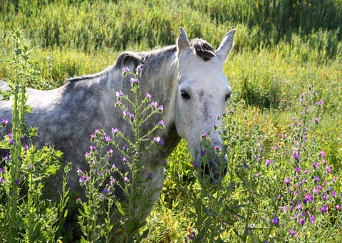 A horse
