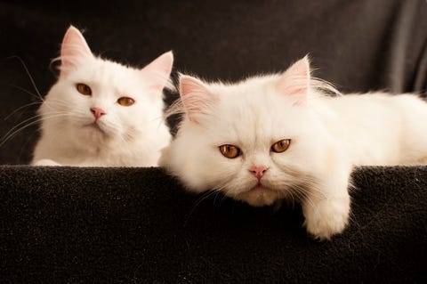 cats