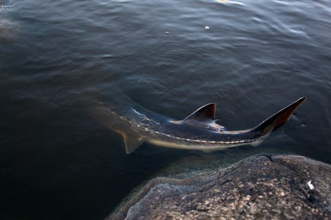 Sturgeon