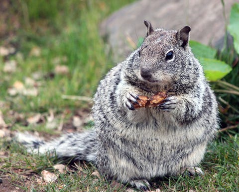 Chubby Squirrel