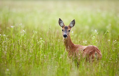 Doe