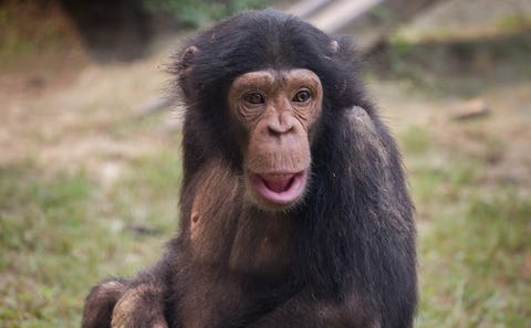 Chimpanzee