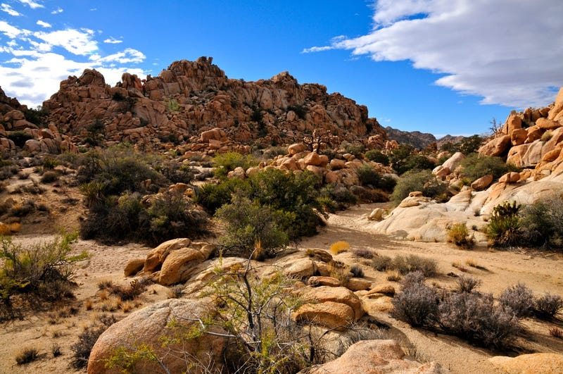 Joshua Tree National Park in Southern California.