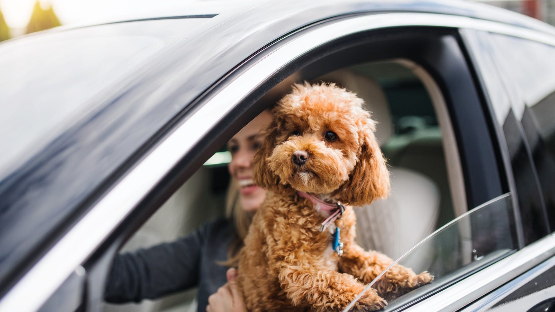 Bad driver! Bill would prohibit pets from riding in driver's lap