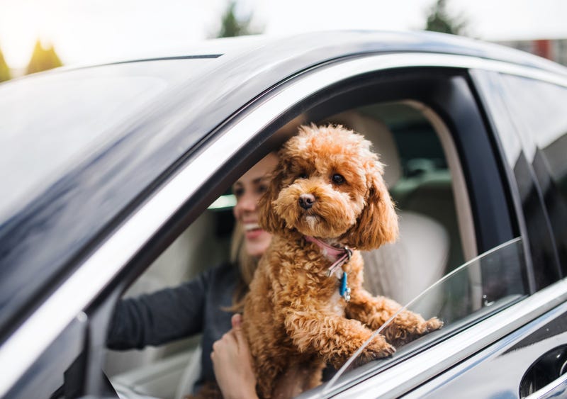 dog in driver's side window