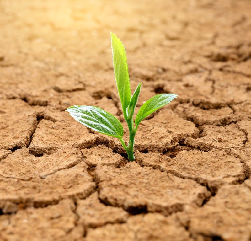 drought