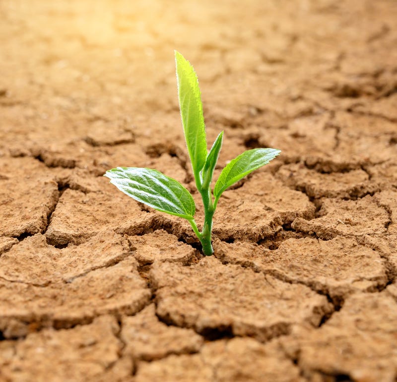stage 2 drought