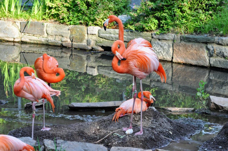 Philadelphia Zoo Flamingo