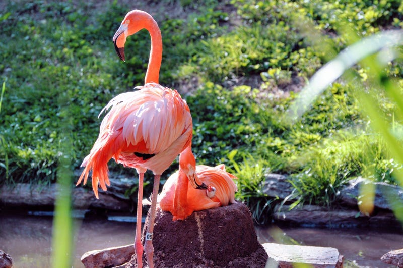 Philadelphia Zoo Flamingo