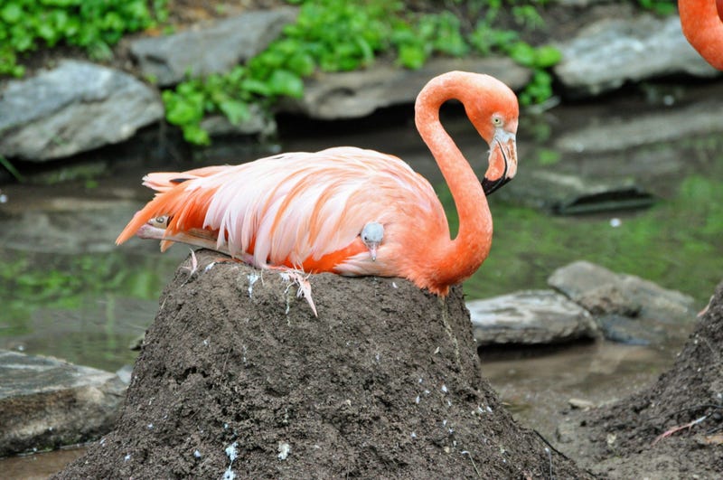 Philadelphia Zoo Flamingo