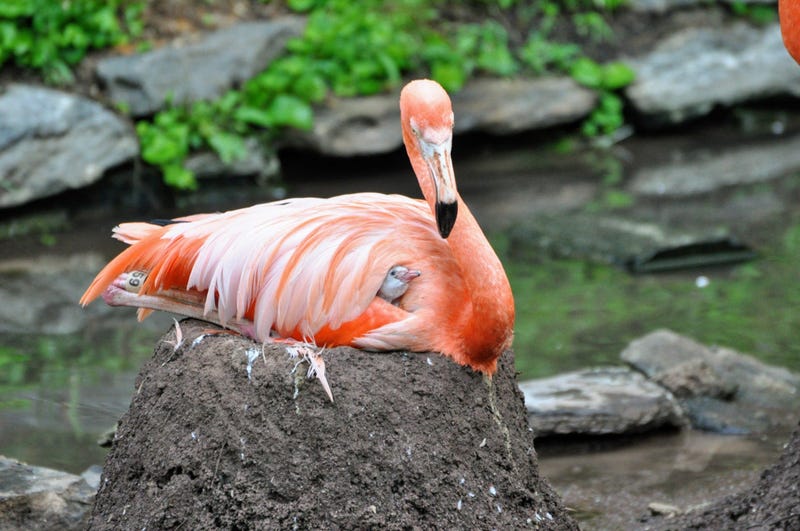 Philadelphia Zoo Flamingo