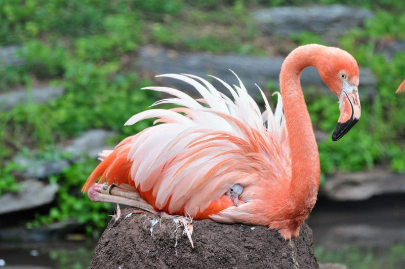 Philadelphia Zoo Flamingo