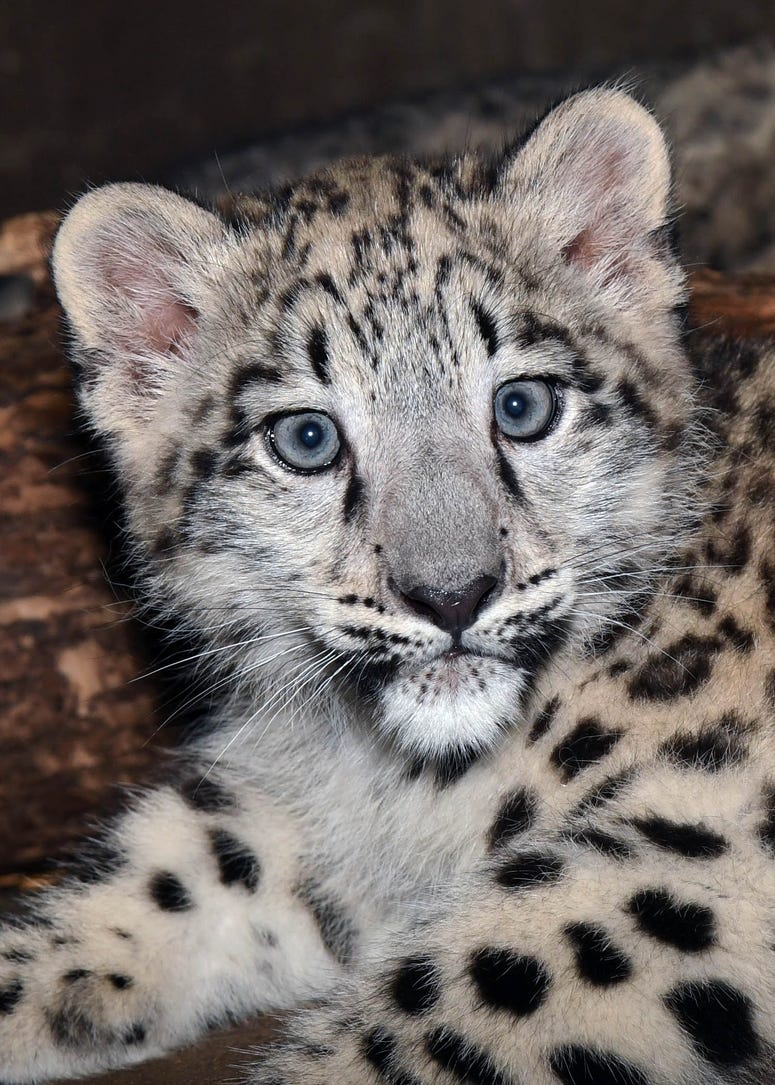 Ahava, a 3-month-old snow leopard cub at Brookfield Zoo, is currently behind the scenes bonding with her mom.
