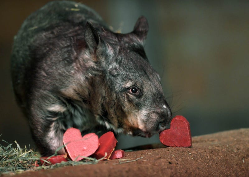 Animal care staff at Brookfield Zoo gave several of the animals, including Kambora, a southern hairy-nosed wombat, heart-shaped treats today in celebration of Valentine’s Day.