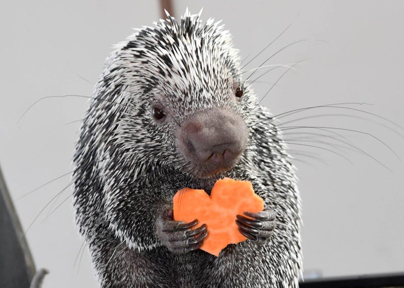 Quilbert, a prehensile-tailed porcupine at Brookfield Zoo, seemed to enjoy his sweet-potato heart-shaped treat on Valentine’s Day.