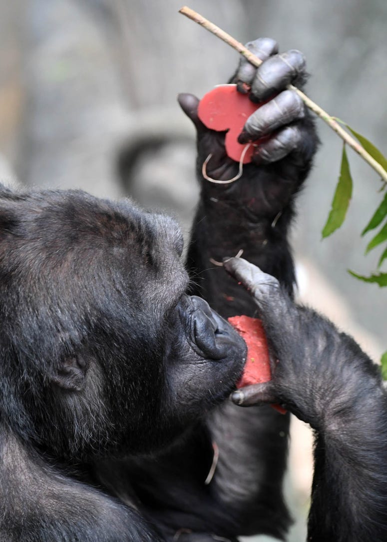 Binti Jua, a western lowland gorilla at Brookfield Zoo, seemed to enjoy the heart-shaped treats she and the other gorillas received today on Valentine’s Day.