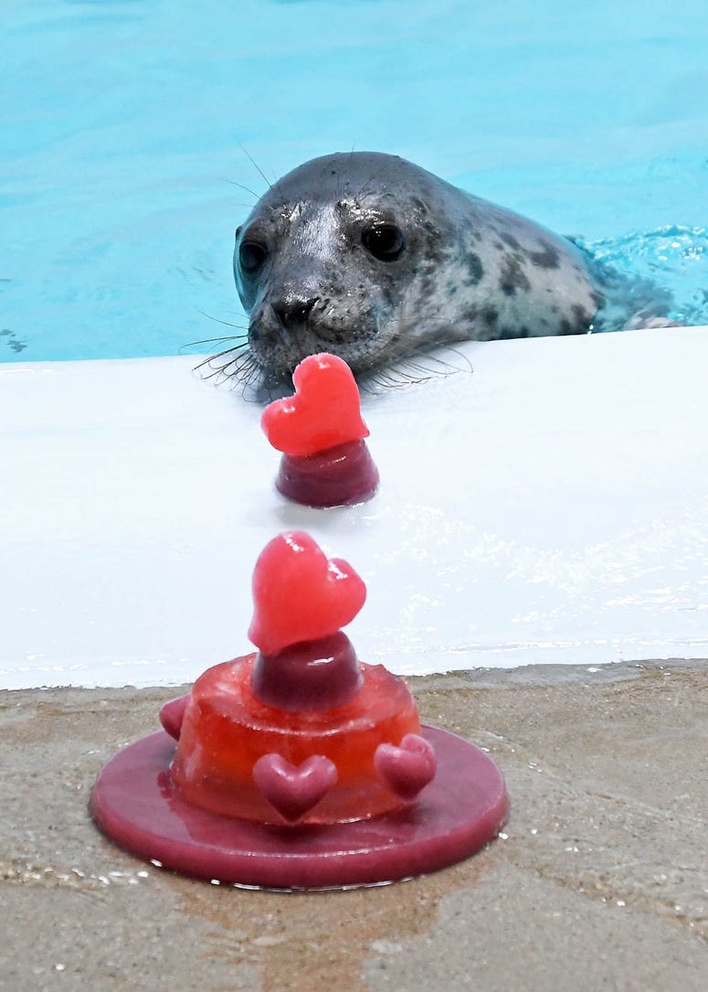 One of Brookfield Zoo’s grey seal pups with heart-shaped treats.