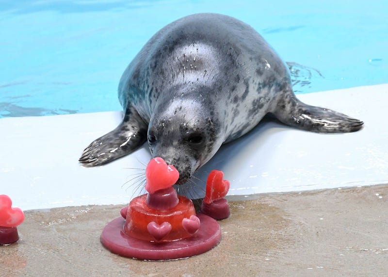 One of Brookfield Zoo’s grey seal pups with heart-shaped treats