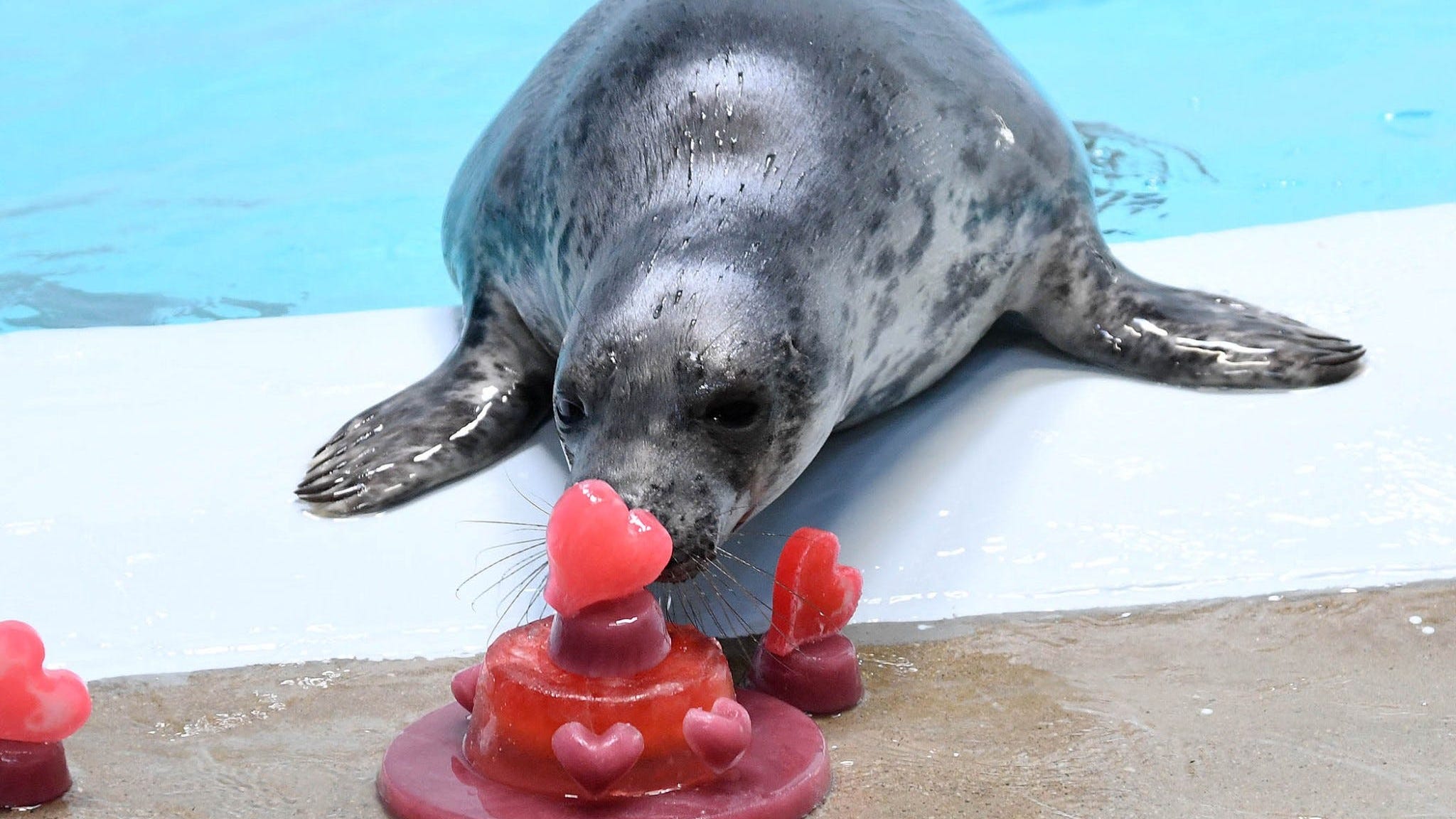 PHOTOS: Animals At Brookfield Zoo Receive Valentine’s Treats