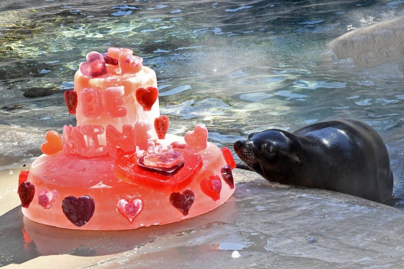 Charger, a young California sea lion at Brookfield Zoo, with a Valentine’s Day gelatin cake that animal care staff made in celebration of the holiday.