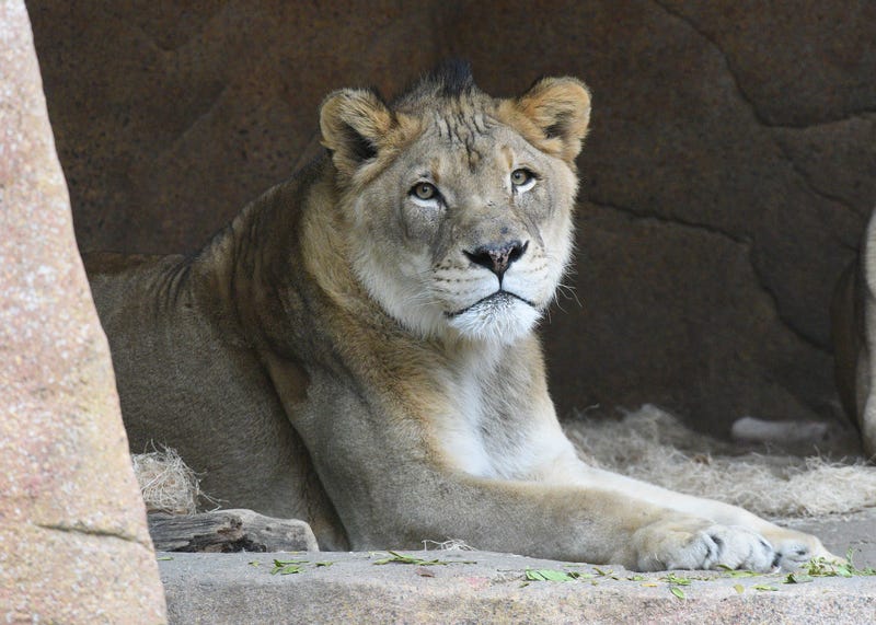 Zenda, Brookfield Zoo's male African lion
