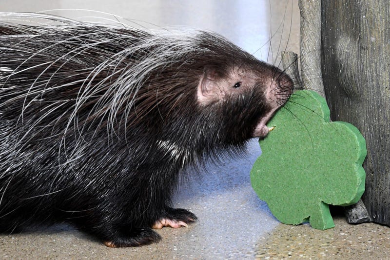 Norman, a Cape porcupine at Brookfield Zoo, received a shamrock-shaped treat in celebration of St. Patrick’s Day today. 