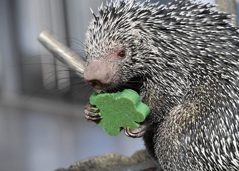 Animal care staff at Brookfield Zoo gave several of the animals shamrock-shaped treats in celebration of St. Patrick’s Day, including Quilbert, a prehensile-tailed porcupine.