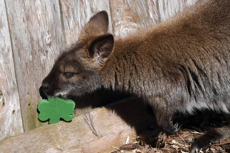 William, a wallaby at Brookfield Zoo, seemed to enjoy a shamrock-shaped treat he received from animal care staff today on St. Patrick’s Day.