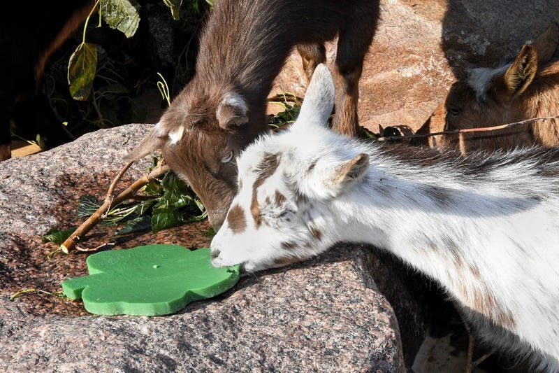 Yolanda (front) and Liliana, two of Brookfield Zoo’s dwarf Nigerian goats, received shamrock-shaped treats from animal care staff today for St. Patrick’s Day. 