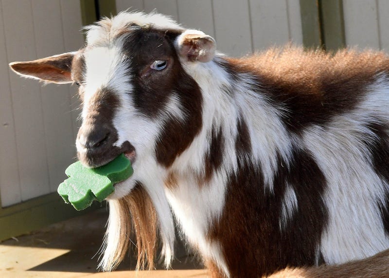 Brookfield Zoo’s dwarf Nigerian goats, including Picasso, seemed to enjoy the shamrock-shaped treats they received today for St. Patrick’s Day.