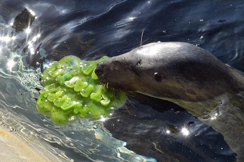Lily, a grey seal at Brookfield Zoo, gets a shamrock-shaped ice treat in celebration of St. Patrick’s Day.