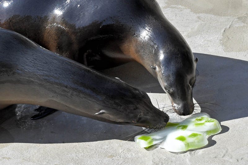 Animal care staff gave Lucy and Sabiena, two California sea lions at Brookfield Zoo, a shamrock-shaped ice treat filled with sugar-free gelatin in celebration of St. Patrick’s Day.