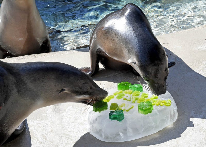 Lucy (left) and Charger, two California sea lions, received a shamrock-shaped ice treat topped with a St. Patrick’s Day greeting at Brookfield Zoo today, March 17.