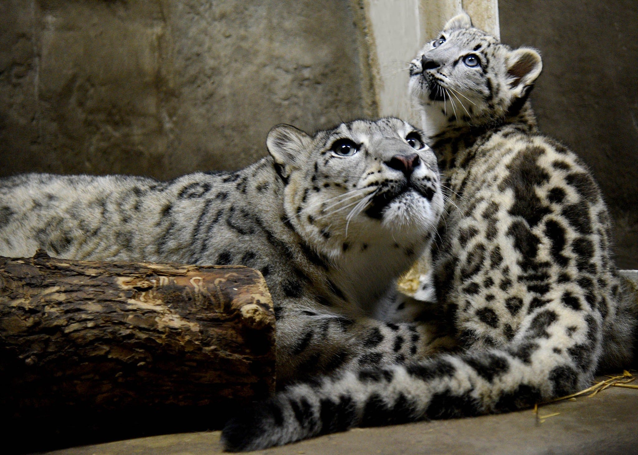 Adorable Snow Leopard Cub Born At Brookfield Zoo [SEE PHOTOS