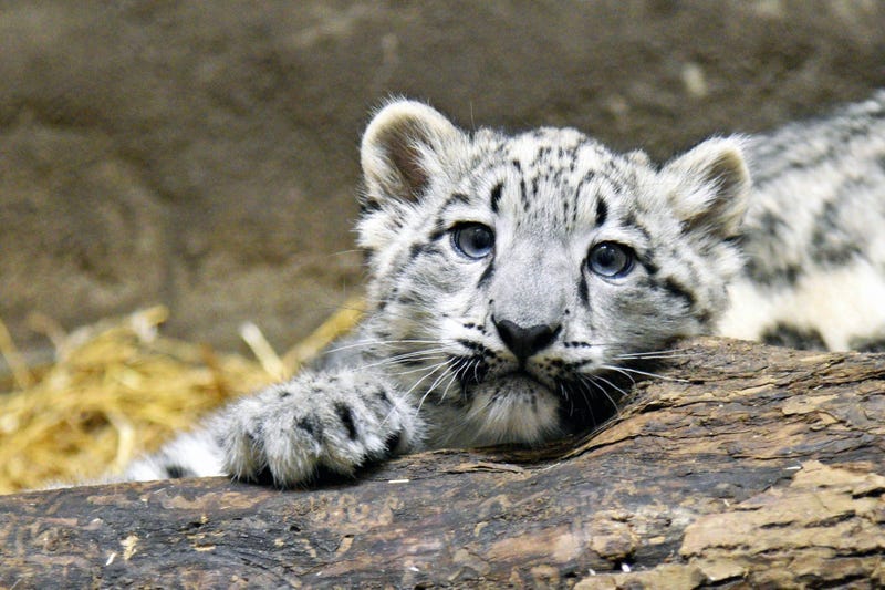 Ahava, a 3-month-old snow leopard cub at Brookfield Zoo, is currently behind the scenes bonding with her mom. 