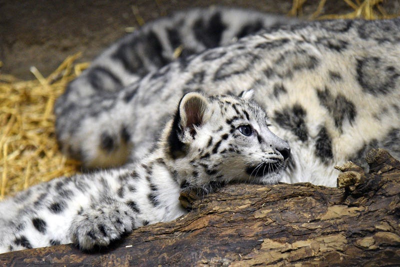 Ahava, a 3-month-old snow leopard cub at Brookfield Zoo, is currently behind the scenes bonding with her mom. 
