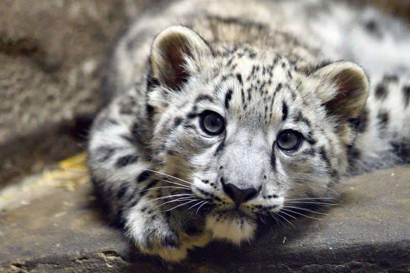 Ahava, a 3-month-old snow leopard cub at Brookfield Zoo, is currently behind the scenes bonding with her mom. 