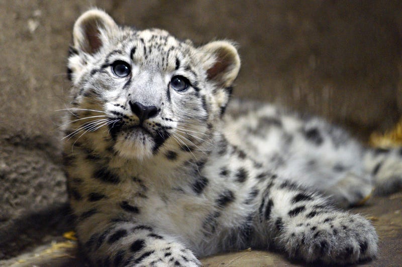 Ahava, a 3-month-old snow leopard cub at Brookfield Zoo, is currently behind the scenes bonding with her mom. 