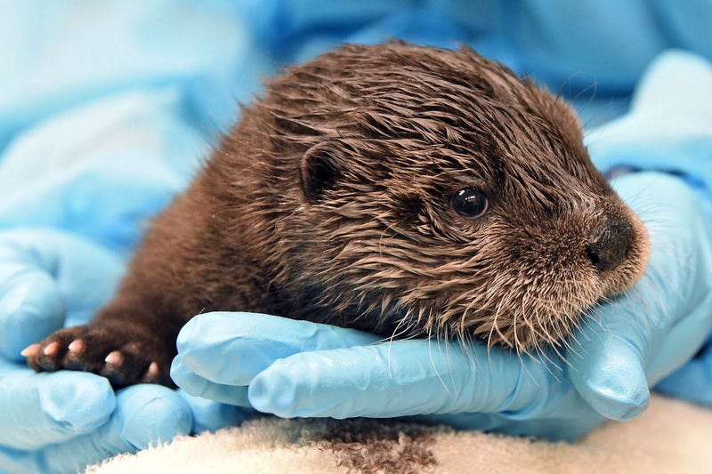 A male North American river otter pup born on February 26 is being hand-reared by Chicago Zoological Society veterinary staff.