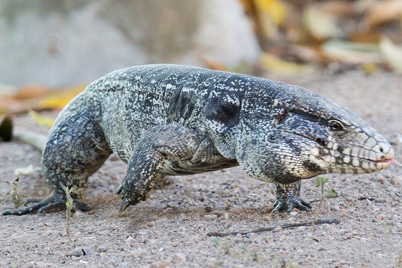 Osterlind: Dog-Sized Lizards Are Spreading Across The South