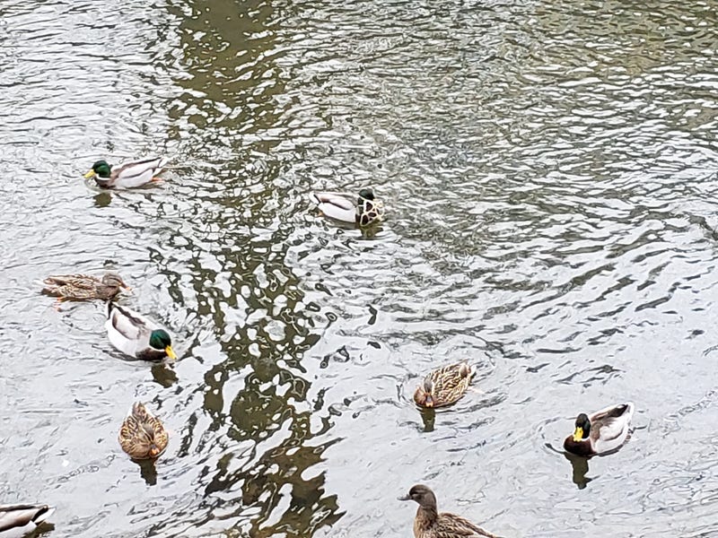 duck