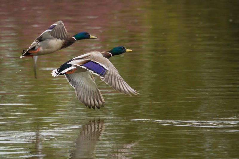 Mallard Ducks