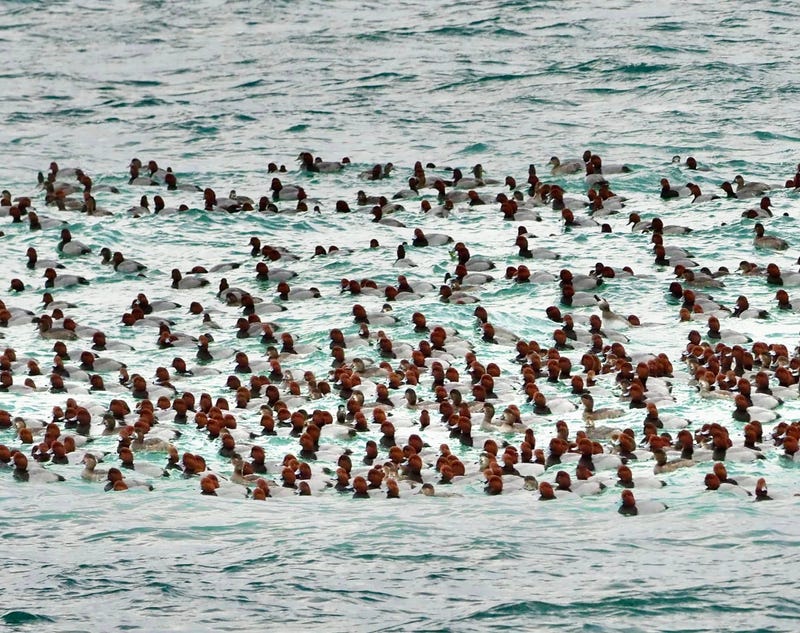 Worried motorists reporting a massive oil slick in the Straits of Mackinac had a hard time believing authorities when it turned out to a dense, record-setting mass of floating ducks -- thousands and thousands of ducks.
