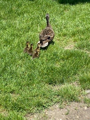 ducklings