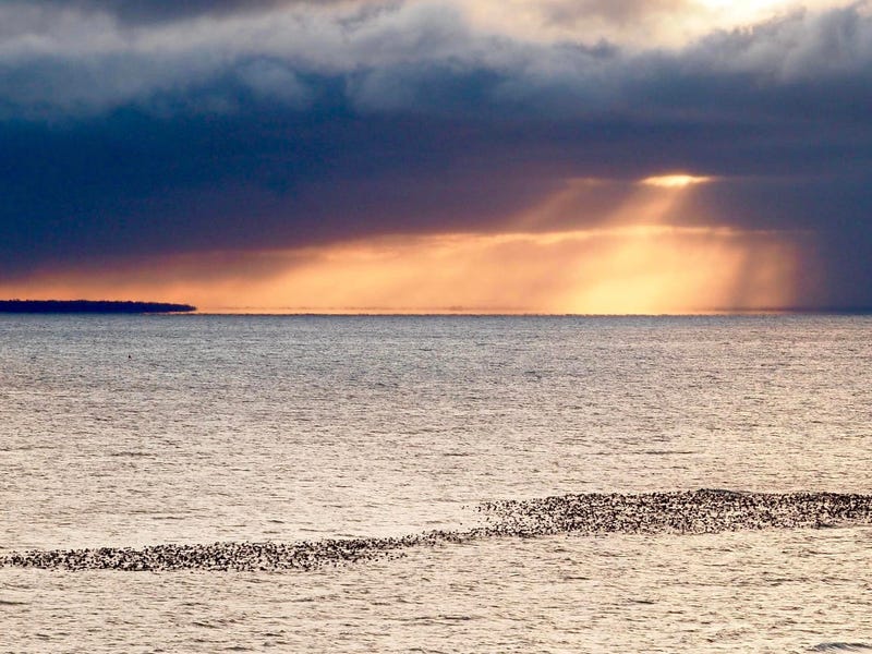 Worried motorists reporting a massive oil slick in the Straits of Mackinac had a hard time believing authorities when it turned out to a dense, record-setting mass of floating ducks -- thousands and thousands of ducks.
