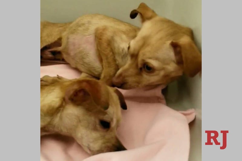 Two chihuahuas that were put in a dumpster