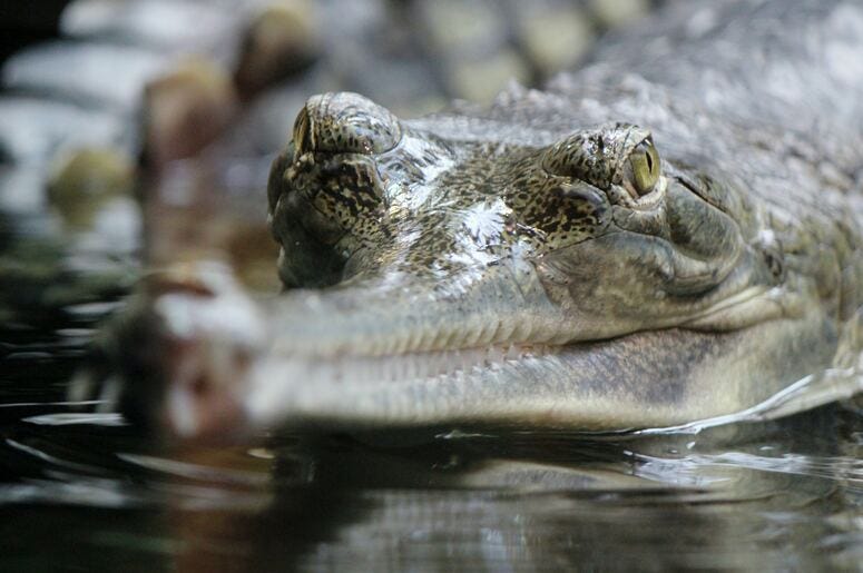 A crocodile