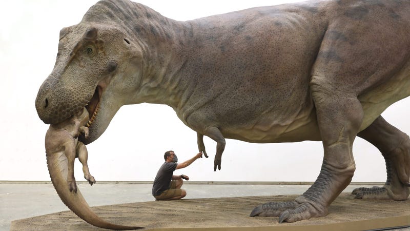 For the next few weeks, visitors of Chicago's Field Museum can see a full-scale, fleshed-out model of what SUE the T. rex would have looked like in life, doing what they did best: eating other dinosaurs.