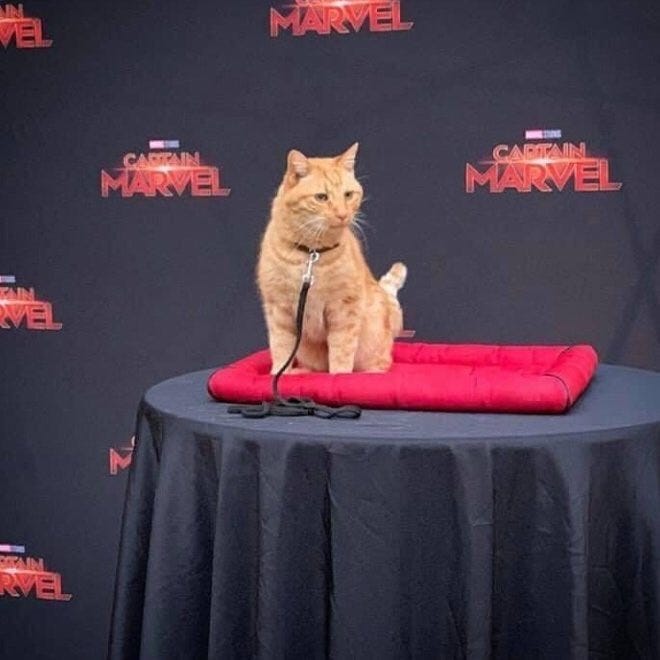 Reggie the cat plays Goose in Captain Marvel