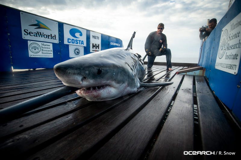 Great White Shark Miss May